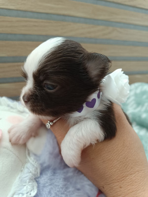 Les chiots de Chihuahua