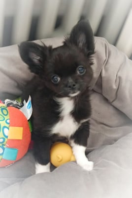 Les chiots de Chihuahua