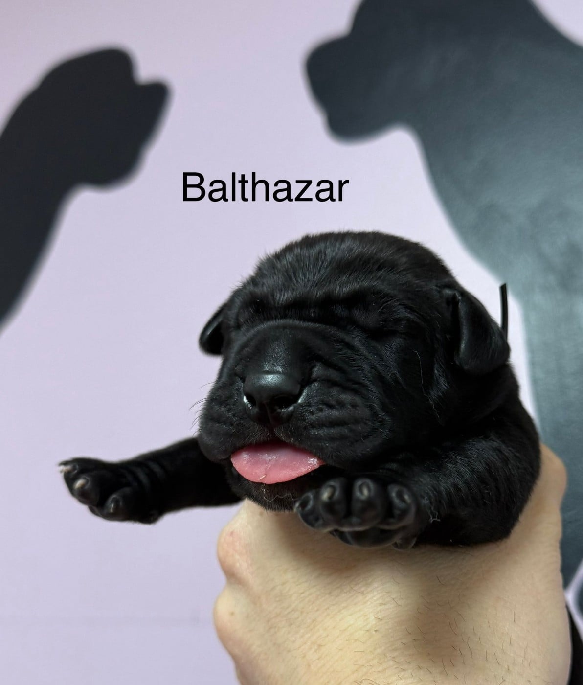BALTHAZAR - Cane Corso