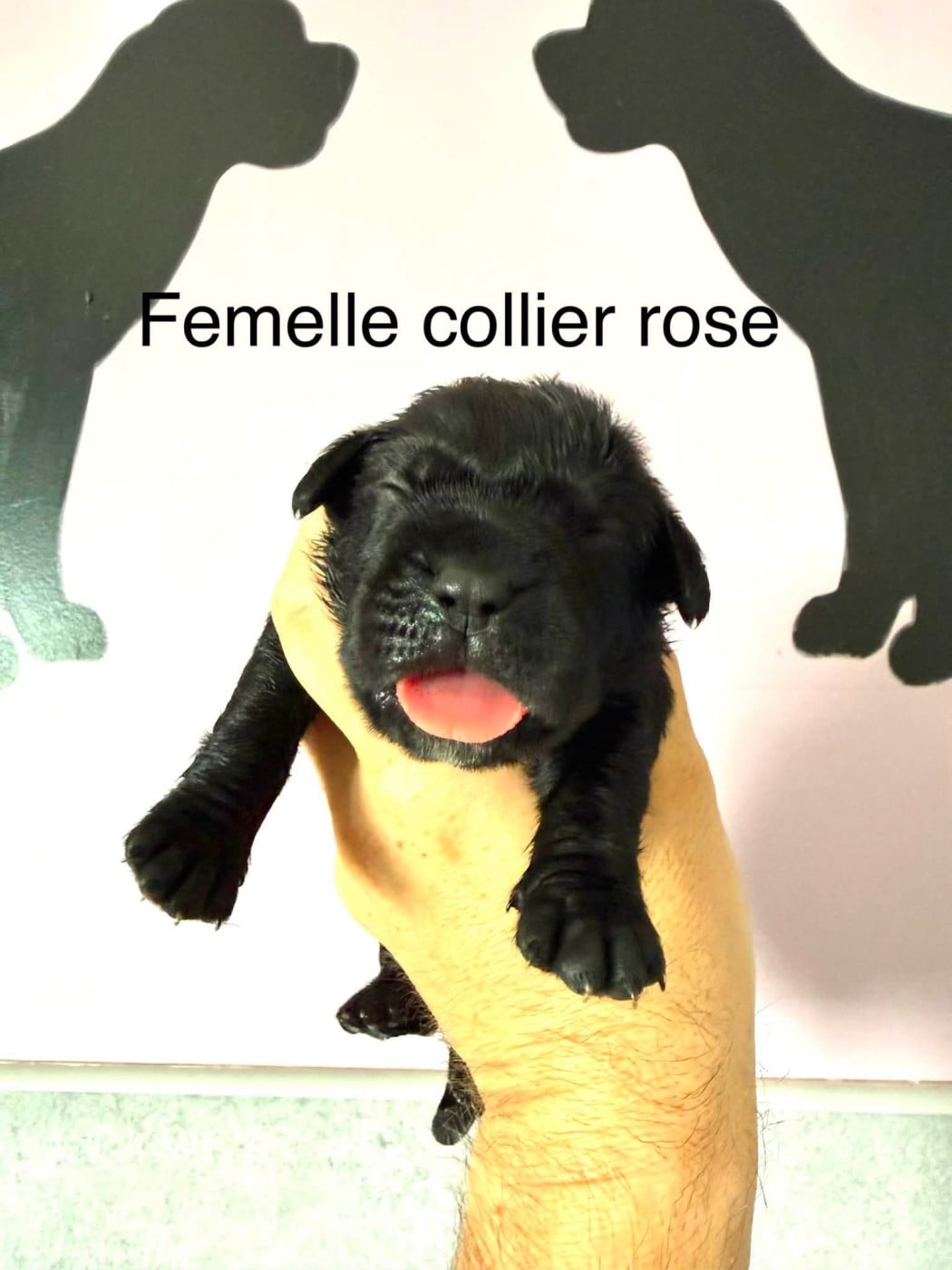 collier rose - Cane Corso