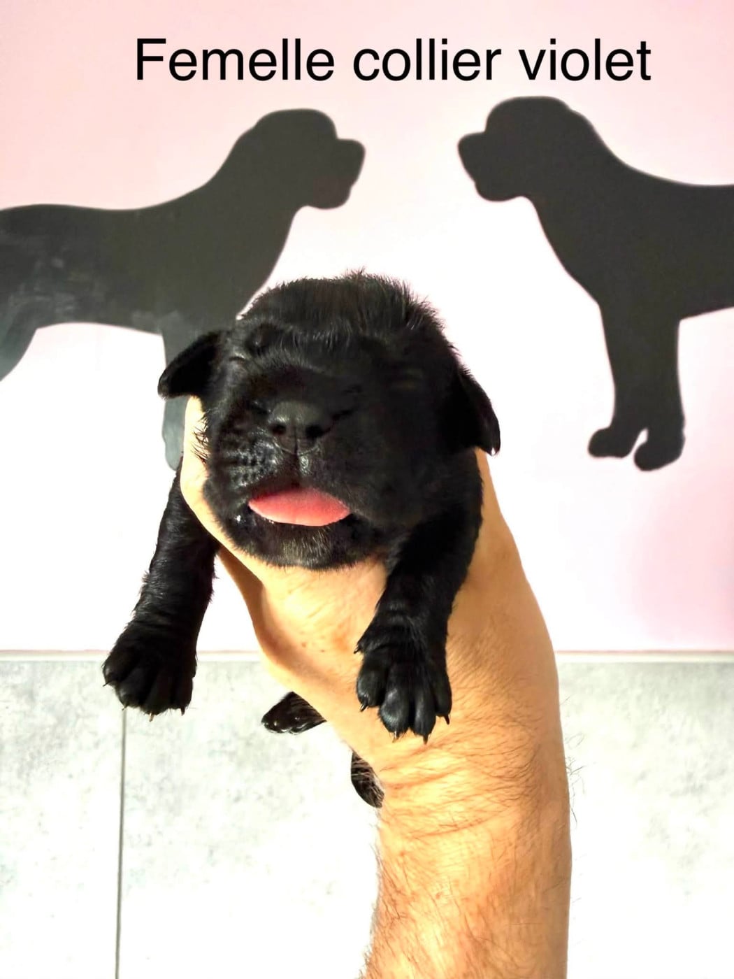 collier violet - Cane Corso