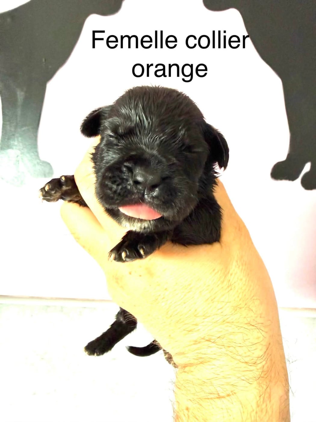 collier orange - Cane Corso