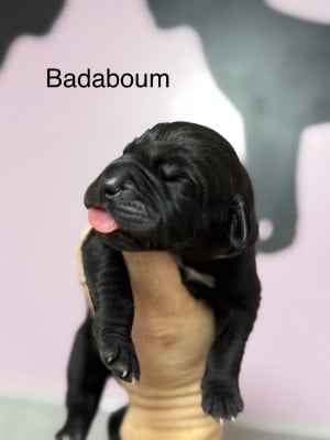 Les chiots de Cane Corso