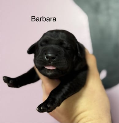 Les chiots de Cane Corso