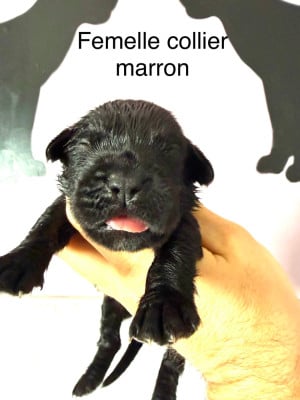 Les chiots de Cane Corso