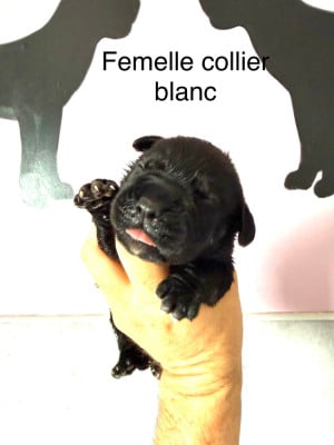 Les chiots de Cane Corso