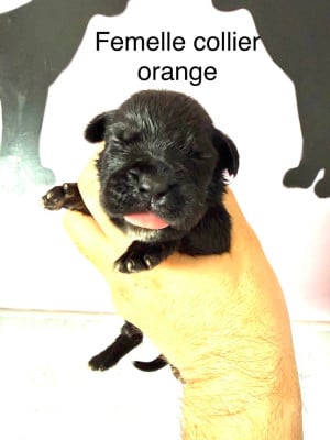 Les chiots de Cane Corso