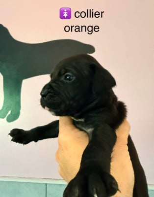 Les chiots de Cane Corso