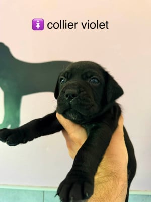 Les chiots de Cane Corso