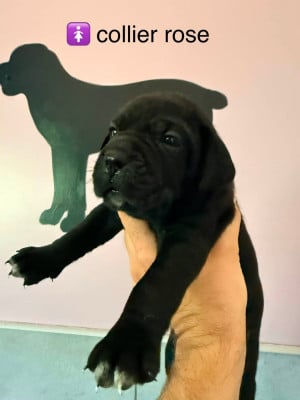 Les chiots de Cane Corso