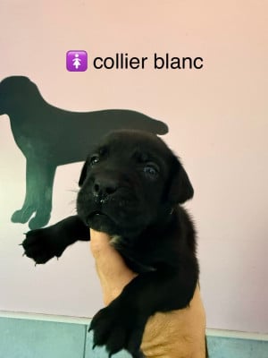 Les chiots de Cane Corso