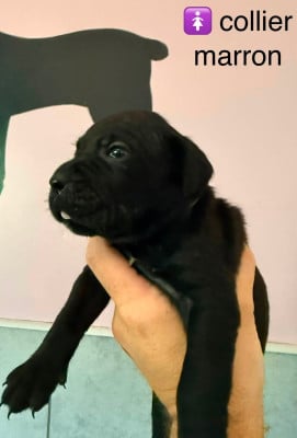Les chiots de Cane Corso