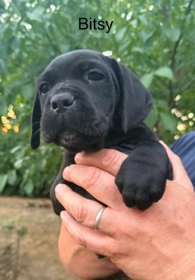 Les chiots de Cane Corso