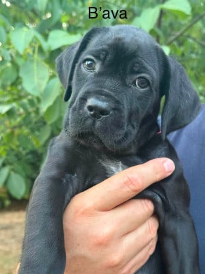 Les chiots de Cane Corso