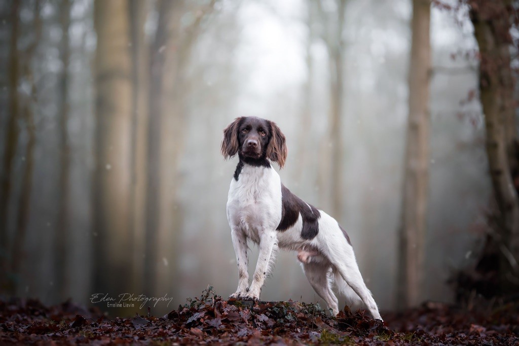 Publication : (Sans Affixe) Auteur : Manon François