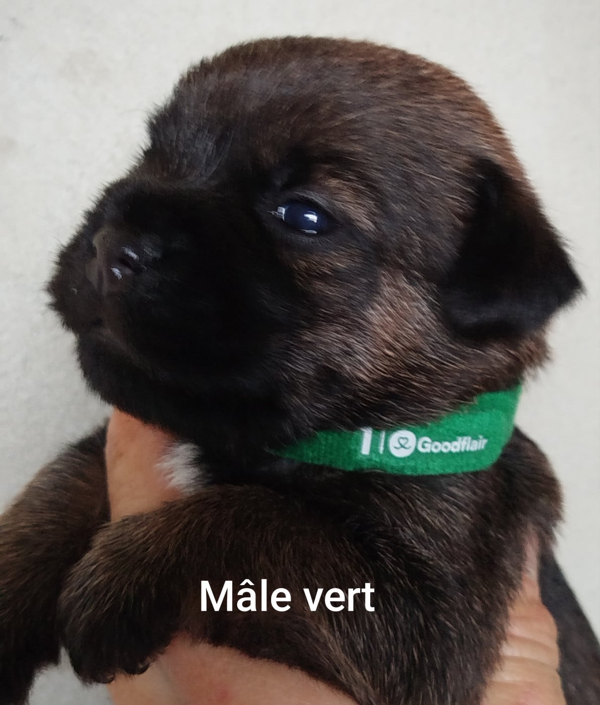 Mâle vert - Border Terrier