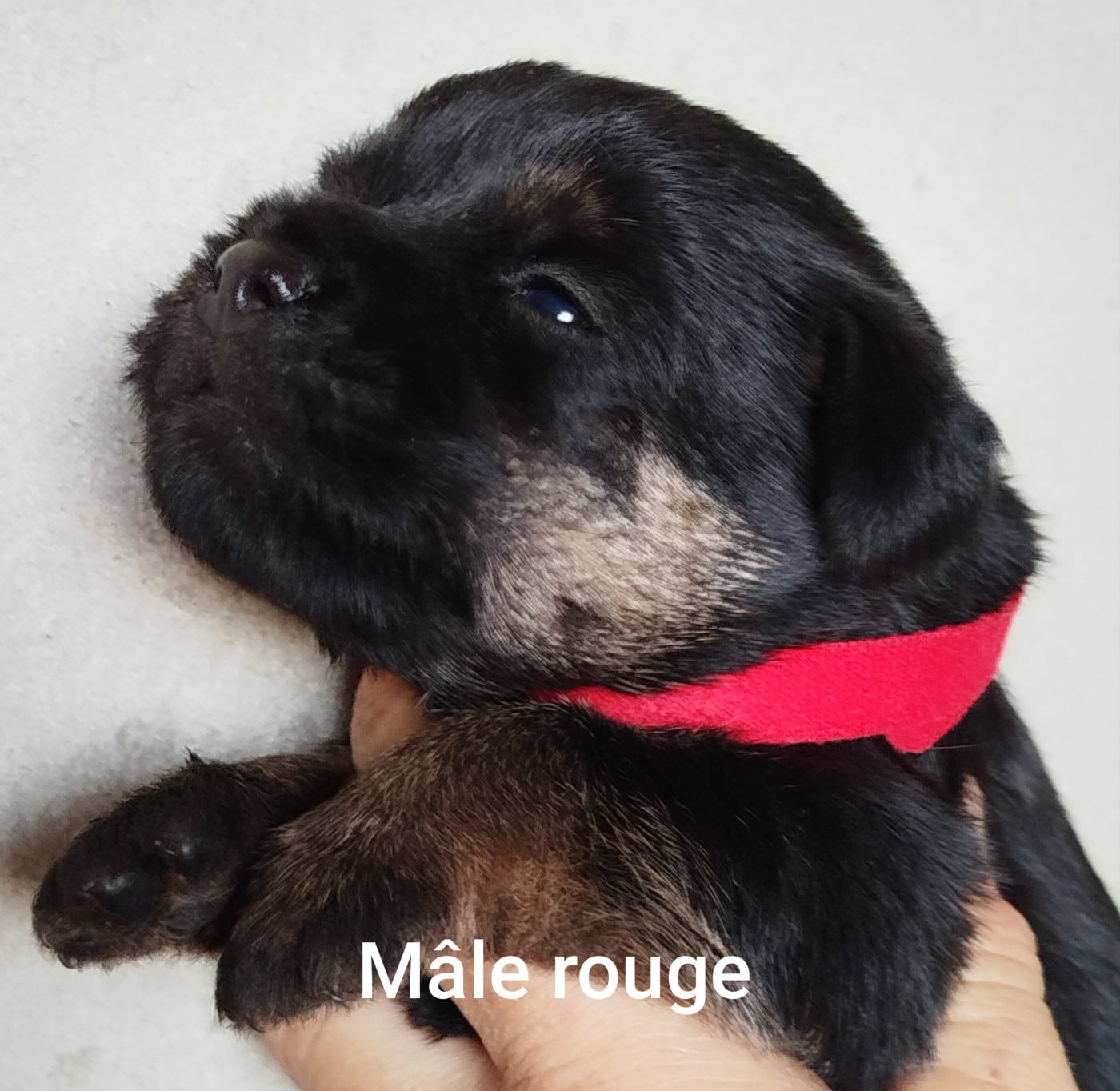 Mâle rouge - Border Terrier