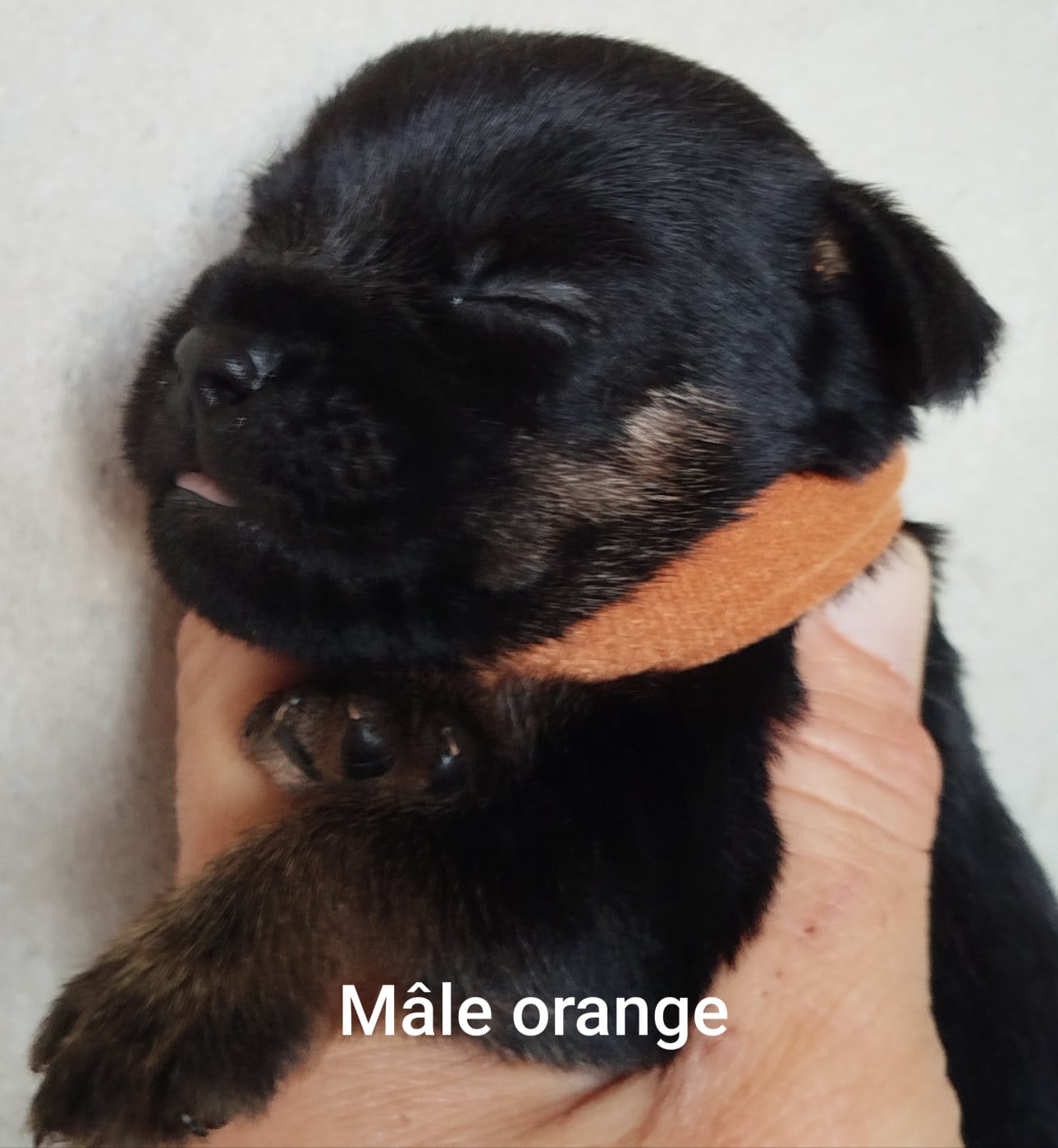 Mâle orange - Border Terrier