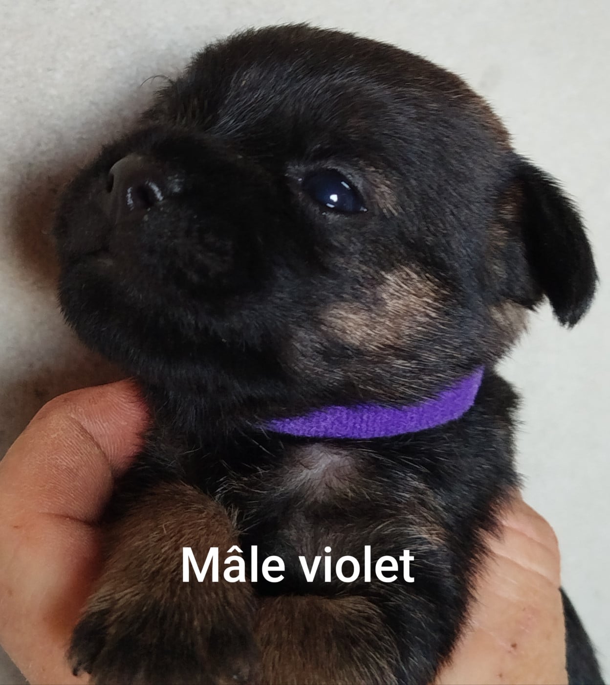 Mâle violet - Border Terrier