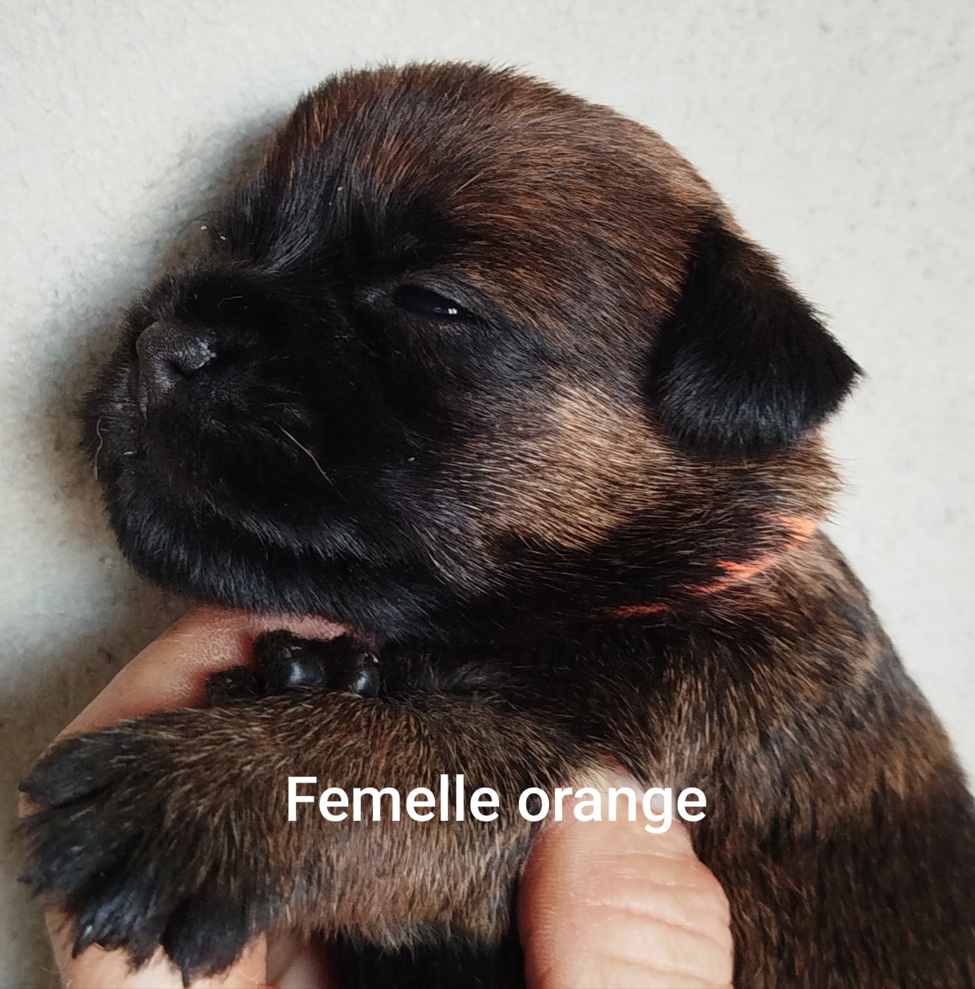 Femelle orange - Border Terrier