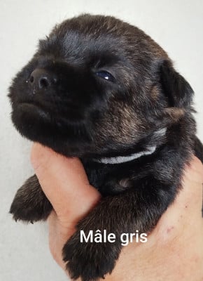 Les chiots de Border Terrier