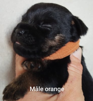 Les chiots de Border Terrier