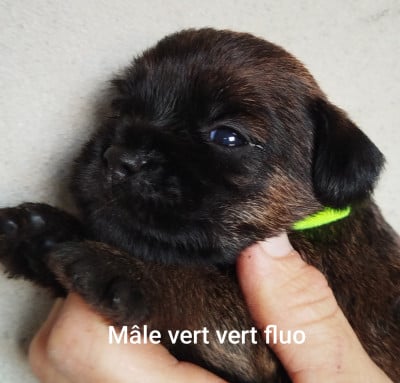 Les chiots de Border Terrier