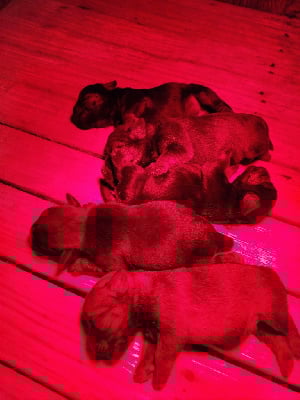 Les chiots de Border Terrier