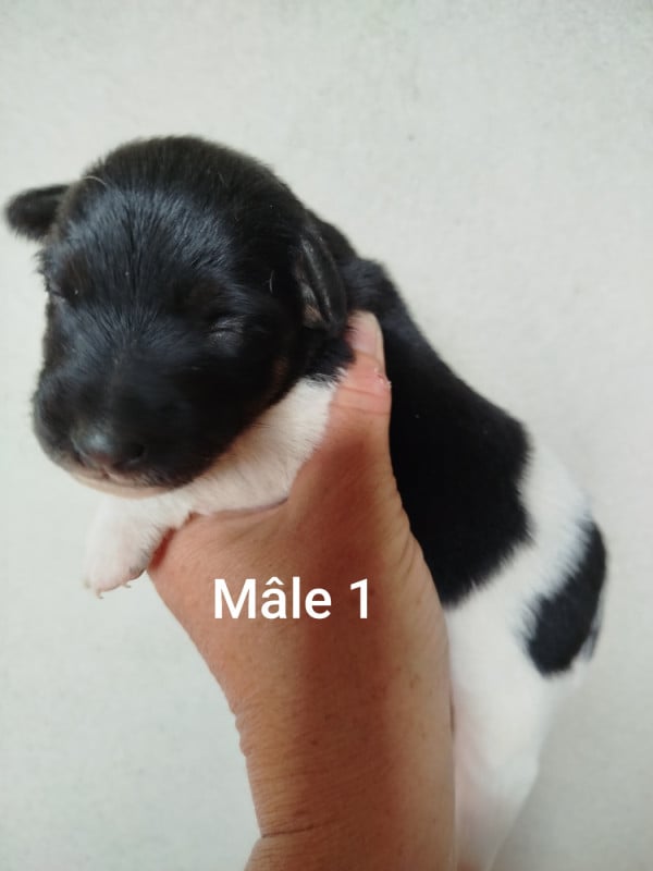 Fox Terrier Poil lisse - Des Rives Du Lathan