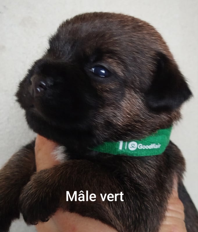 Border Terrier - Des Rives Du Lathan