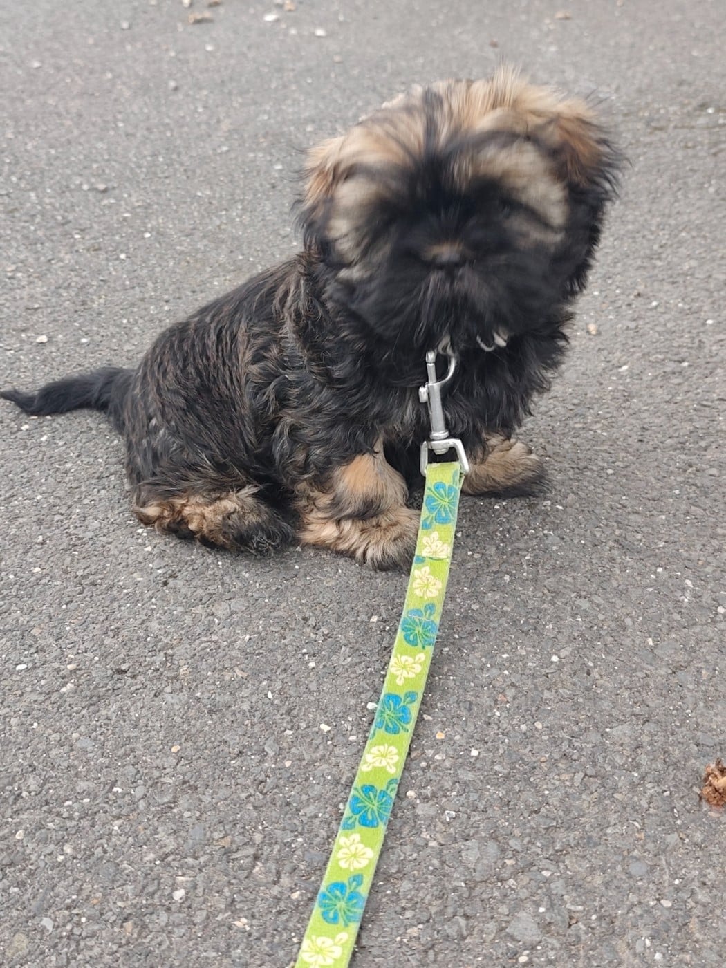 Altesse Des Amours D'Arelaune