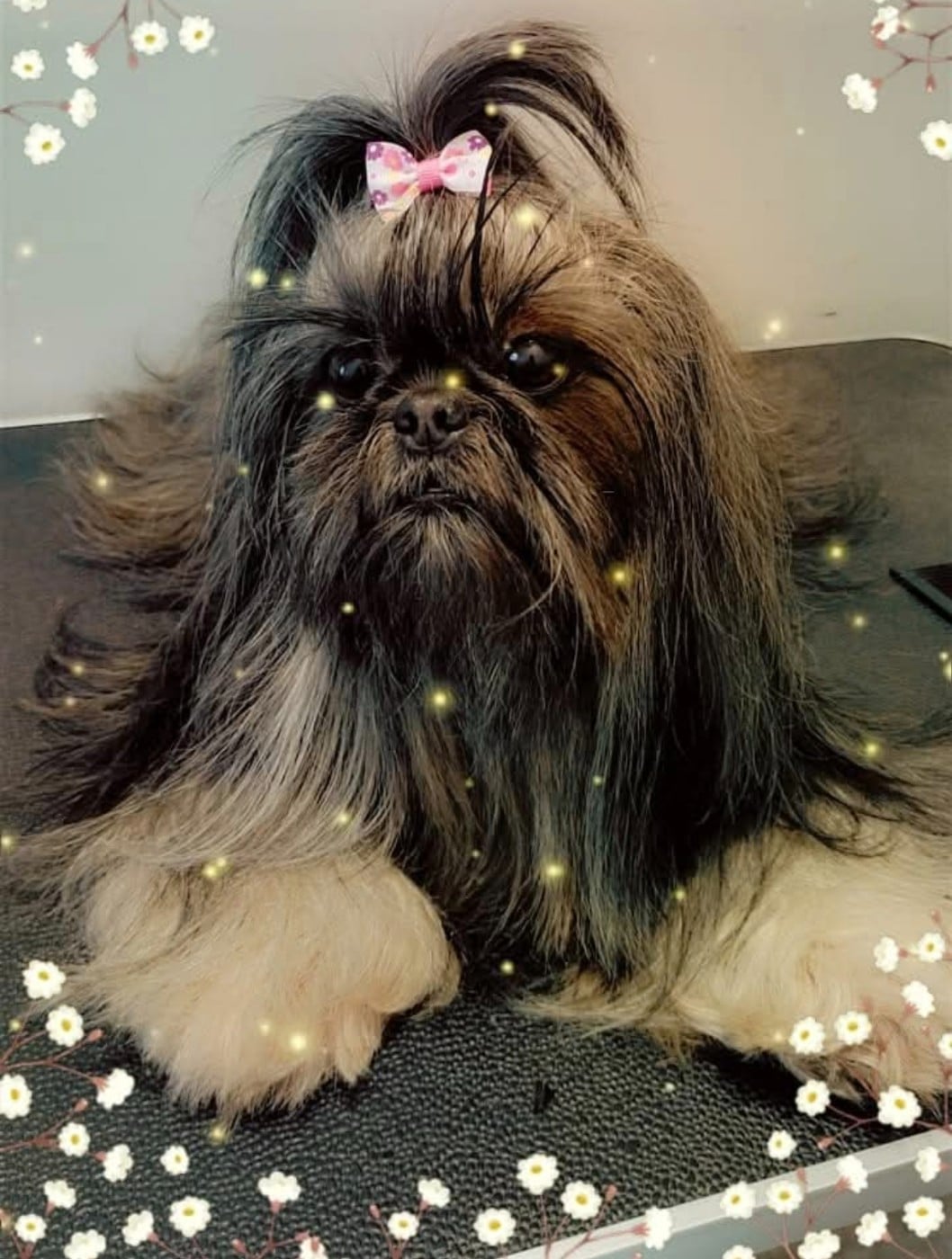 Shownow Parfum dorient