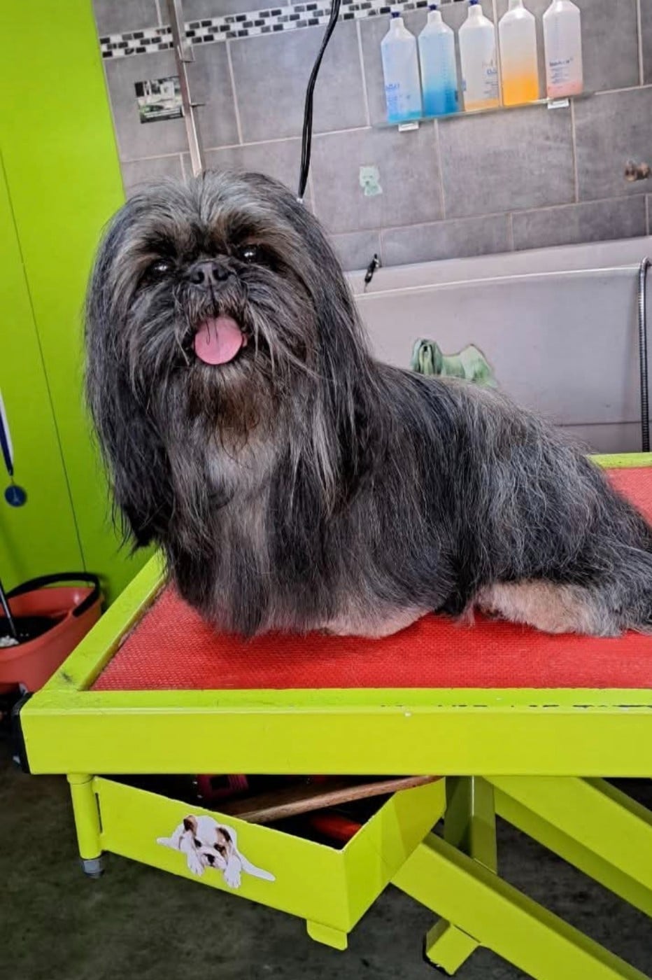 Shownow Parfum dorient