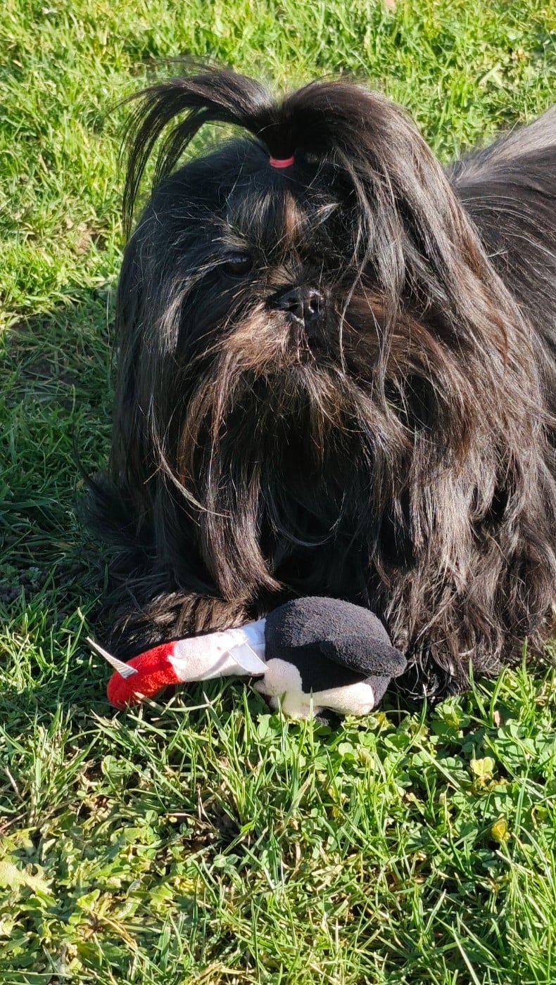 Vaïna Des Amours D'Arelaune