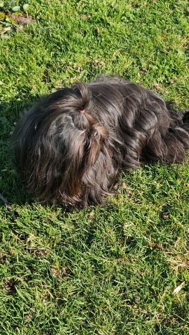 Vaïna Des Amours D'Arelaune