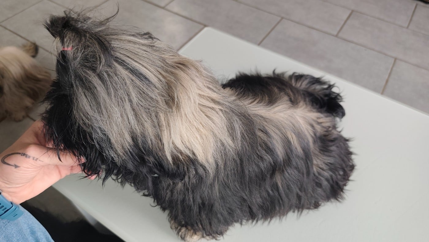 Altesse Des Amours D'Arelaune