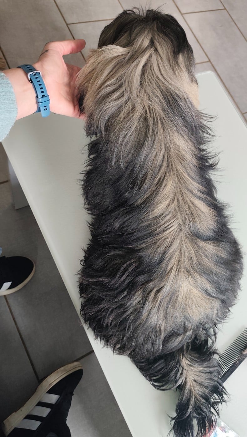 Altesse Des Amours D'Arelaune