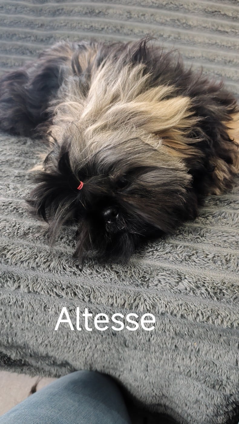 Altesse Des Amours D'Arelaune