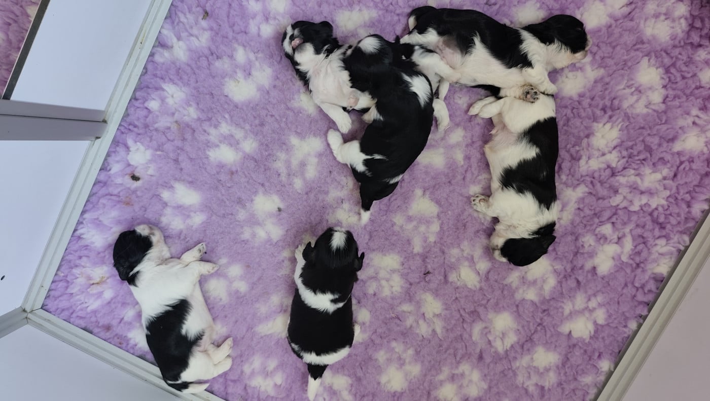 Shih Tzu - Des Amours D'Arelaune