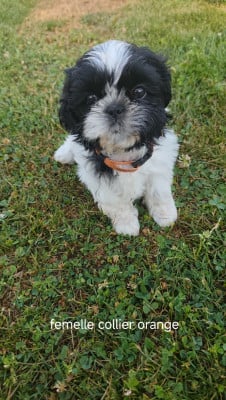 Les chiots de Shih Tzu