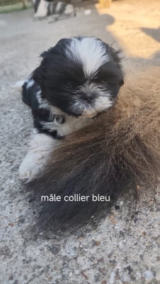 Les chiots de Shih Tzu