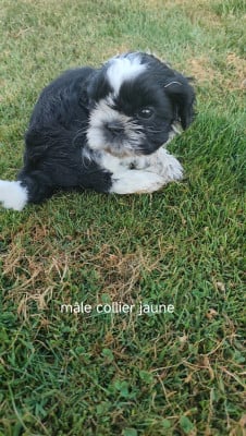 Les chiots de Shih Tzu