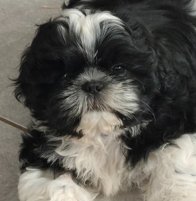 Les chiots de Shih Tzu