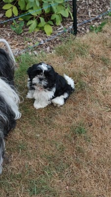 Les chiots de Shih Tzu