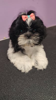 Les chiots de Shih Tzu