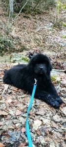 U ARE MY BLUE DREAM  Des oursons du vent