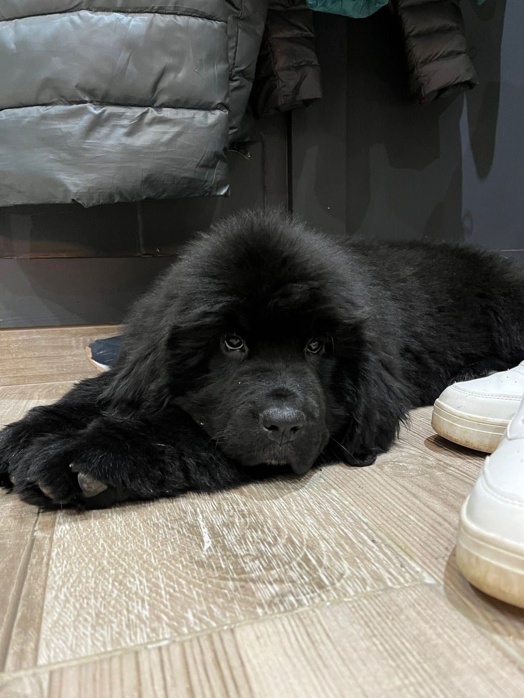 U ARE MY BLUE DREAM  Des oursons du vent