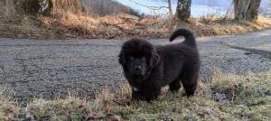 U ARE MY BLUE DREAM  Des oursons du vent