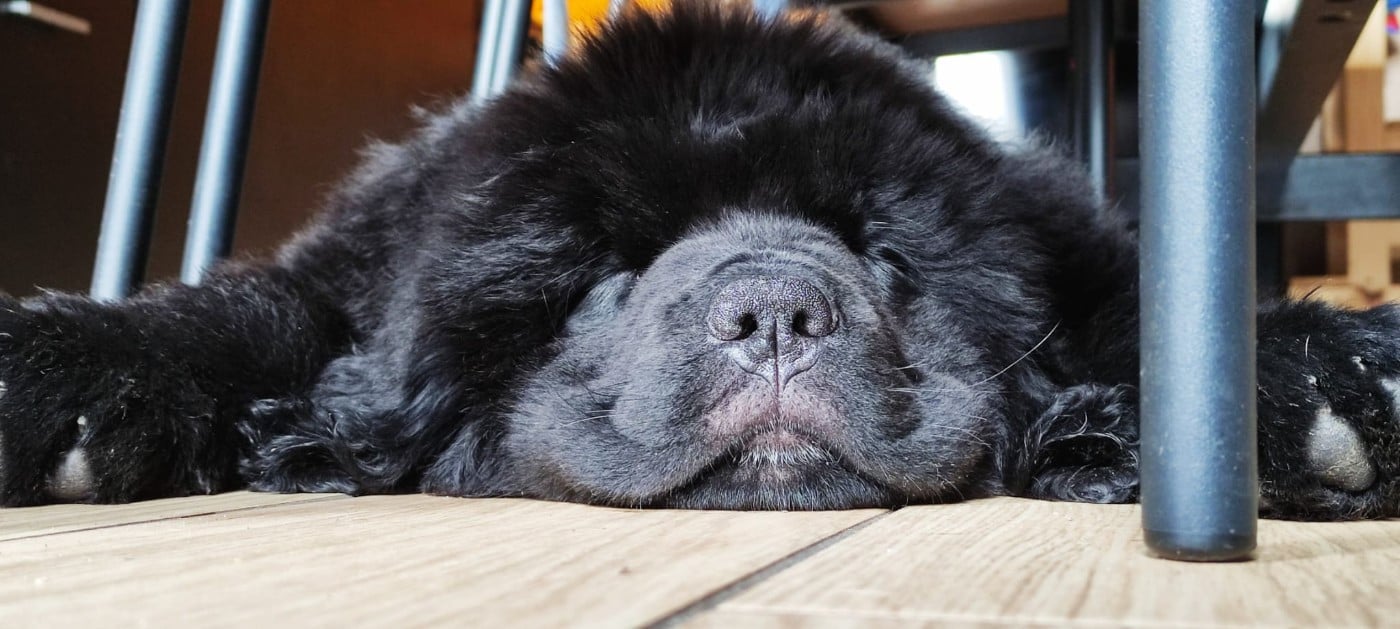 U ARE MY BLUE DREAM  Des oursons du vent