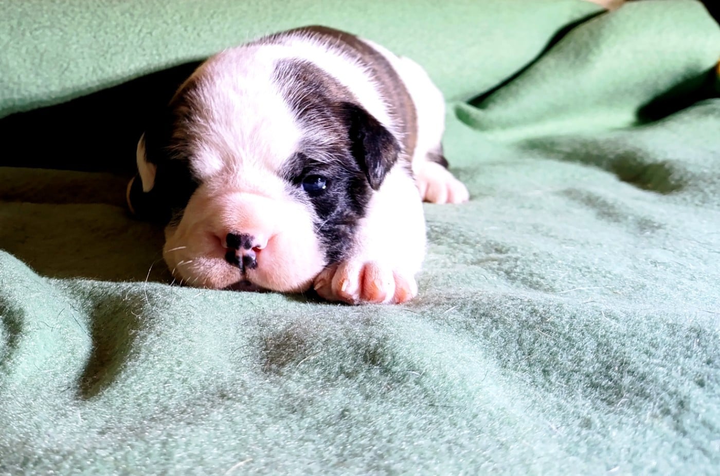 Bulldog continental - La Casa Des Chula